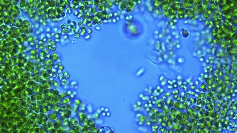 Paramecium in algae algae bloom - freshwater microscopy Stock Footage 302708945
