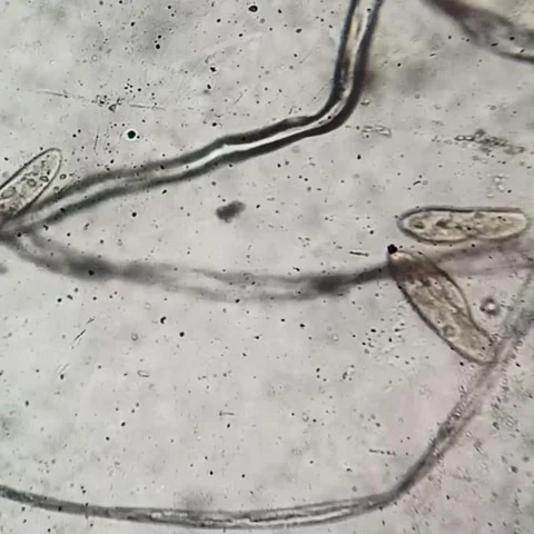 Paramecium and Microorganisms Moving Under Microscope – 4K Close-Up Footage Stock-Footage 313812896