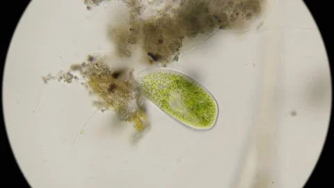 Paramecium bursaria protozoan under a microscope Video stock 97201764