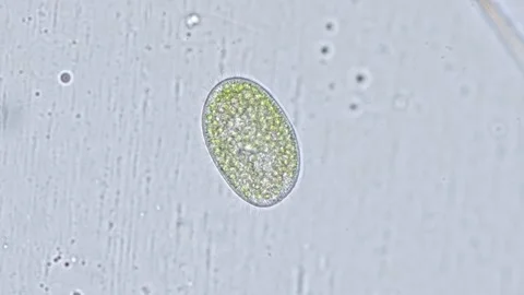 Paramecium bursaria under the microscope Stock Footage 266417113