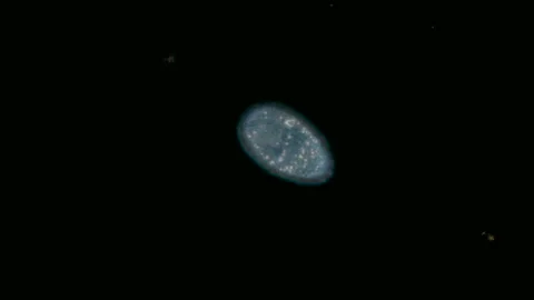Paramecium caudatum centr Stock Footage 99897961