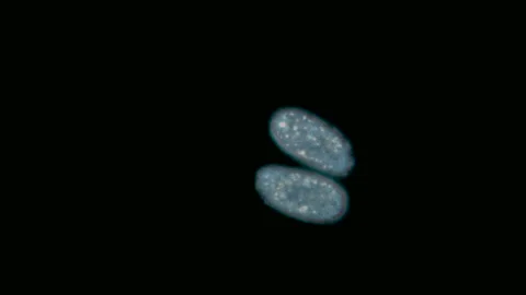 Paramecium caudatum Stock Footage 99897953