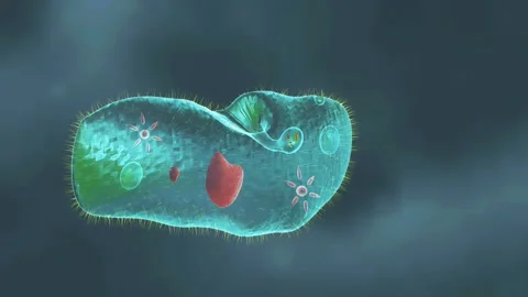 Paramecium caudatum Stock-Footage 283597828