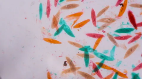Paramecium caudatum under the microscope  Stock-Footage 62443370