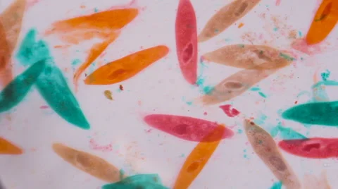 Paramecium caudatum under the microscope  Stock-Footage 62443473