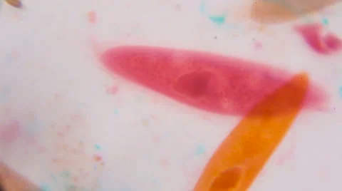 Paramecium caudatum under the microscope  Stock-Footage 62443625