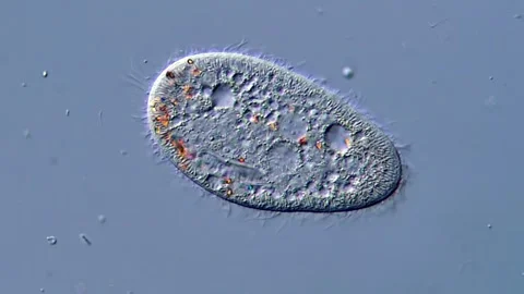 Paramecium Cells Observed Under High Magnification, microscope 400x 動画素材 317956780