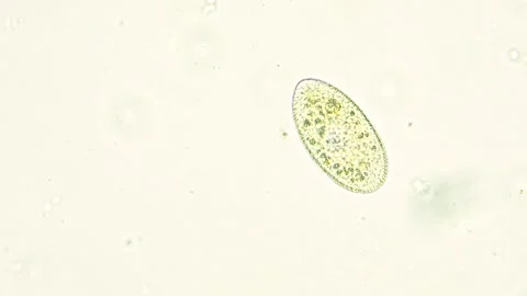 Paramecium ciliate float in the water se... | Stock Video | Pond5