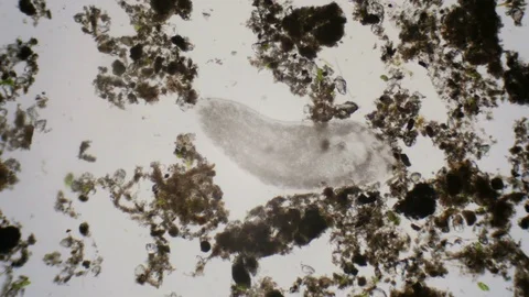 Paramecium ciliates under the microscope in 4k Stock-Footage 73832600