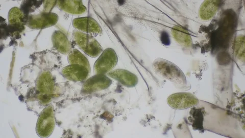 Paramecium ciliates under the microscope in 4k Stock Footage 74011261