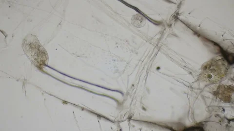 Paramecium ciliates under the microscope in 4k Stock Footage 74011363