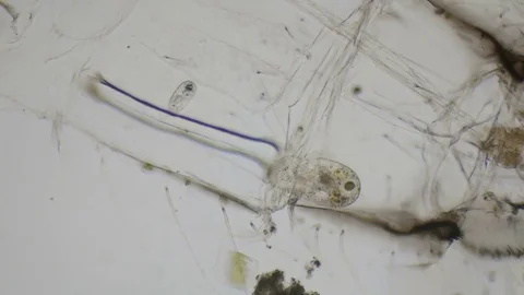Paramecium ciliates under the microscope in 4k Stock Footage 74011421
