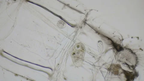 Paramecium ciliates under the microscope in 4k Stock Footage 74011515