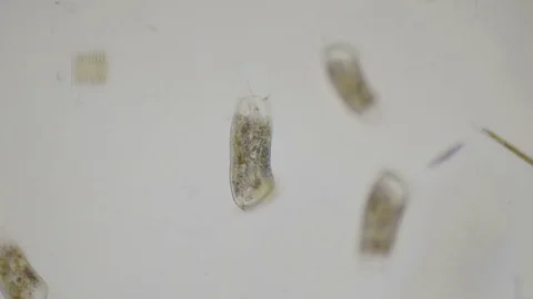 Paramecium ciliates under the microscope in 4k Stock Footage 74011702