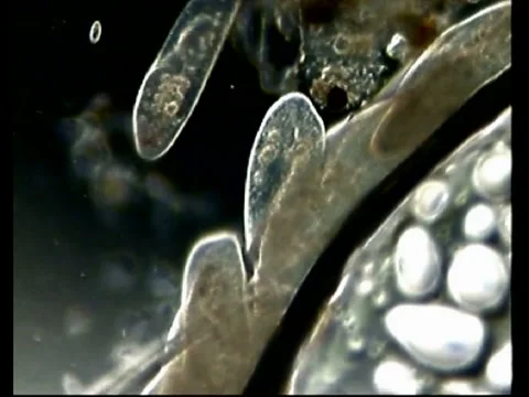 Paramecium Crowding around a bubble Video stock 1183790