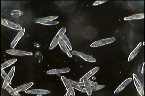 Paramecium--darkfield lighting Video stock 650895
