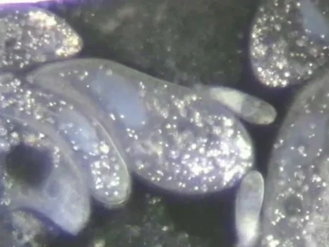 Paramecium dividing Stock Footage 71373592