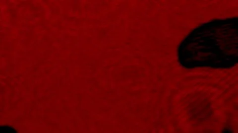 Paramecium Video stock 7752290