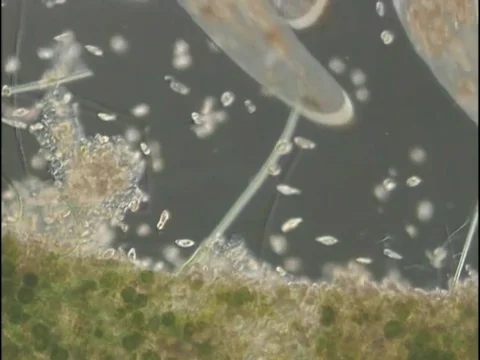 Paramecium 스톡 동영상 70794588