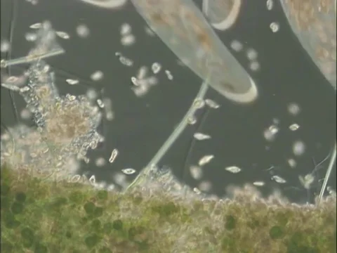 Paramecium Vidéo 71373880