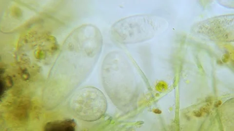 Paramecium high density population in microscope bright filed Video stock 171867314
