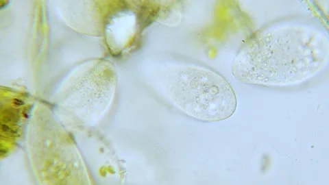 Paramecium high density population in microscope bright filed Video stock 171867372