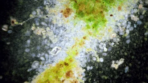 Paramecium high density population in microscope dark field Video stock 171867445