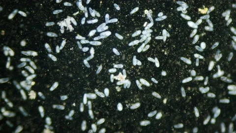 Paramecium high density population in microscope dark field Video stock 171867588