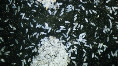 Paramecium high density population in microscope dark field Video stock 171868362