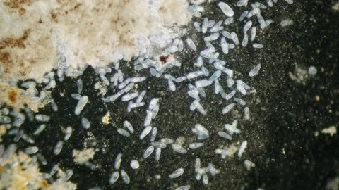 Paramecium high density population in microscope dark field Video stock 171868437