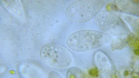 Paramecium high density population in microscope bright filed Video stock 171868612