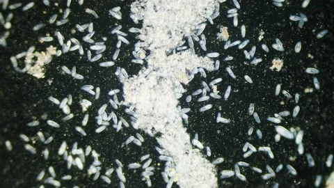 Paramecium high density population in microscope dark field Video stock 171868748