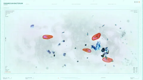 Paramecium Microscopic Bacteria Study In Innovative Biological Research Software Stock Footage 242846684
