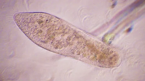 Paramecium, microscopic view, single-ce... | Stock Video | Pond5