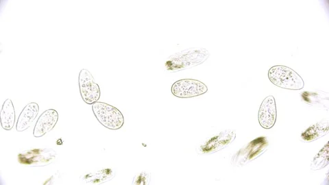 Paramecium moving microbiology under the microscope on white background Video stock 196681480