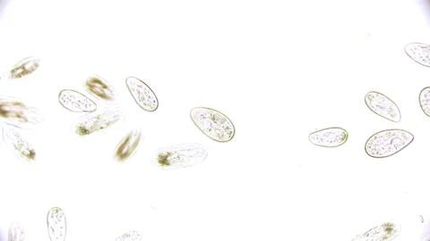 Paramecium moving microbiology under the microscope on white background Video stock 196681621
