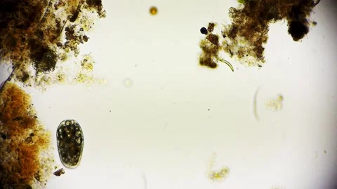 Paramecium moving microbiology under the microscope on white background Video stock 196684182