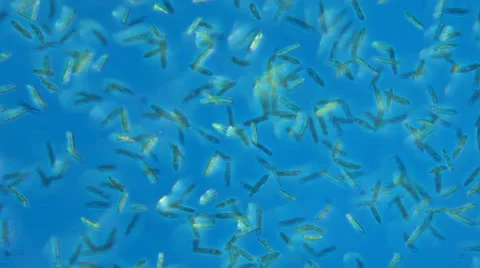 Paramecium Multimicronucleatum (LM) Stock Footage 64856440