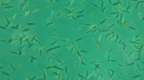 Paramecium Multimicronucleatum (LM) Stock Footage 64856441