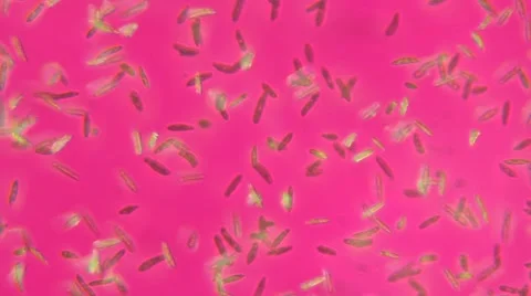Paramecium Multimicronucleatum (LM) Stock Footage 64856446