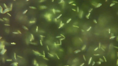 Paramecium Multimicronucleatum (LM) Stock Footage 64856448
