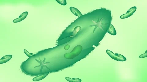 Paramecium Nutrition Stock Footage 258238213