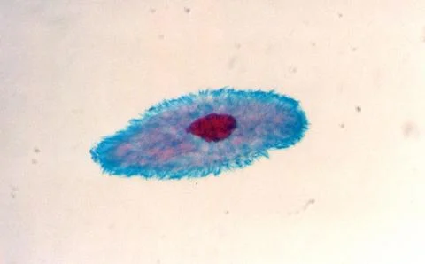 Paramecium Stock Photos
