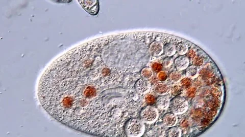 Paramecium protozoa under DIC microscope, 4K Video 스톡 동영상 318002832