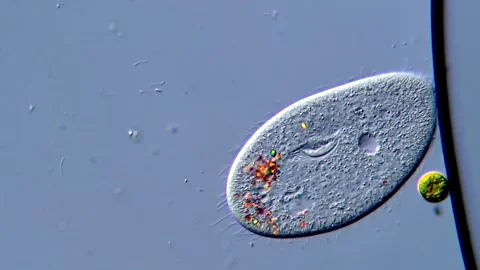 Paramecium Protozoa Under Microscope in 4K Ultra HD 스톡 동영상 317956792