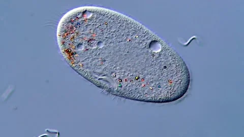 Paramecium Protozoa Under Microscope in High Detail 스톡 동영상 317956135