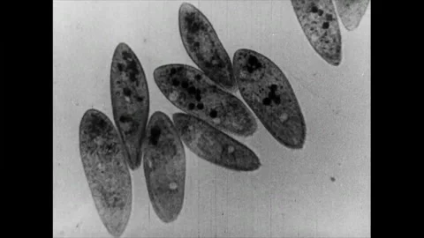 Paramecium seen through Microscope Archival circa 1945 Vídeos de archivo 287382571