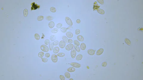 Paramecium single cell organisms in microscope bright field Video stock 144704763