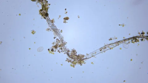Paramecium single cell organisms in microscope bright field Video stock 144704872