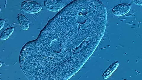 Paramecium under microscopy view, 400x magnification 库存影片 306586784